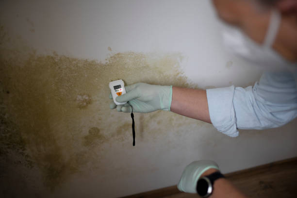 Best Basement Mold Remediation in Valley View, PA